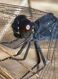 Seaside Dragonlet